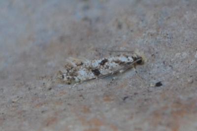 <i>Nemapogon variatellus</i>