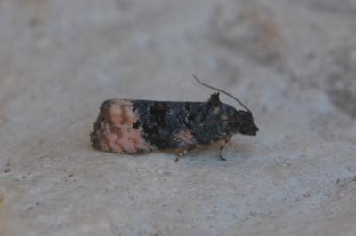 Metendothenia atropunctana