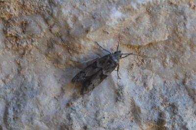 <i>Blastobasis glandulella</i>