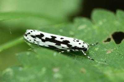 <i>Ethmia pusiella</i>