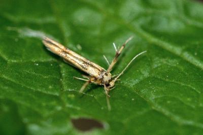 <i>Stathmopoda pedella</i>