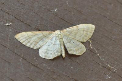 Idaea fuscovenosa