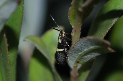 <i>Dasycera oliviella</i>