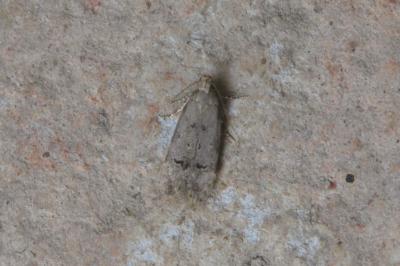 <i>Teleiodes vulgella</i>