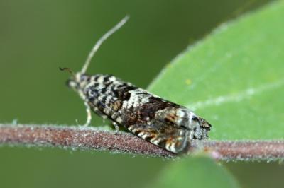 <i>Epiblema costipunctana</i>
