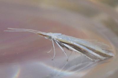 Coleophora conspicuella