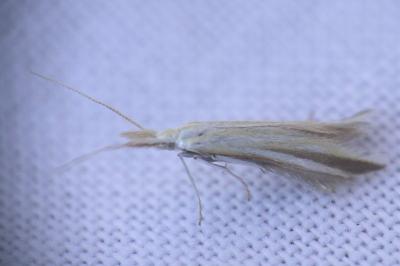 <i>Coleophora conspicuella</i>