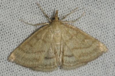 Psammotis pulveralis