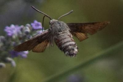 Moro-Sphinx  (<i>Macroglossum stellatarum</i>)
