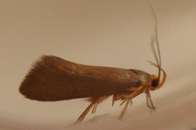 <i>Crassa unitella</i>