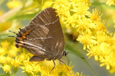 Satyrium w-album