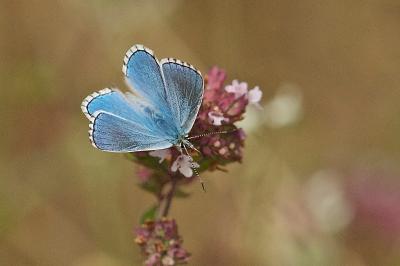 Azuré bleu-céleste  (<i>Lysandra bellargus</i>)