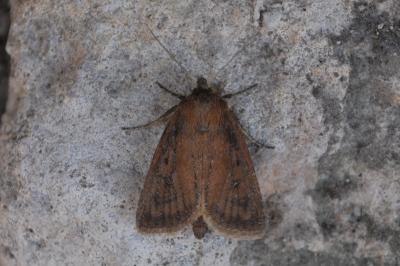 Nonagrie des Marais 