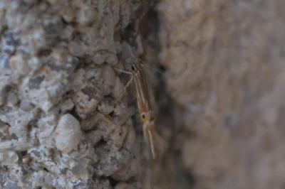 <i>Cosmopterix lienigiella</i>