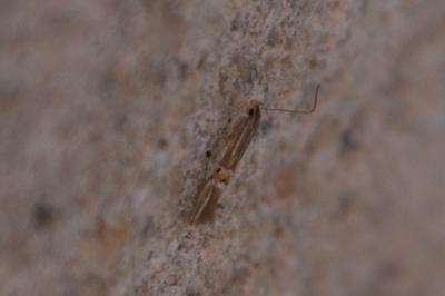 <i>Cosmopterix lienigiella</i>
