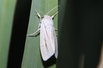 Noctuelle veineuse 