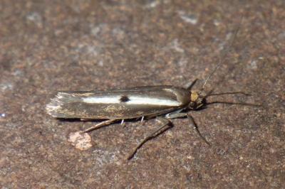 <i>Parahyponomeuta egregiella</i>