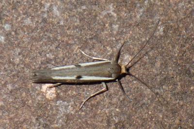 <i>Parahyponomeuta egregiella</i>