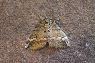 Phalène du Cucubale  (<i>Perizoma lugdunaria</i>)