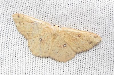 Cyclophora porata