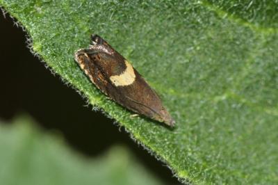 Dichrorampha petiverella