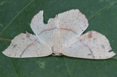 Cyclophora punctaria