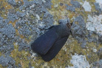 Noctuelle livide  (<i>Amphipyra livida</i>)