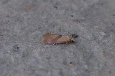 <i>Cochylis roseana</i>