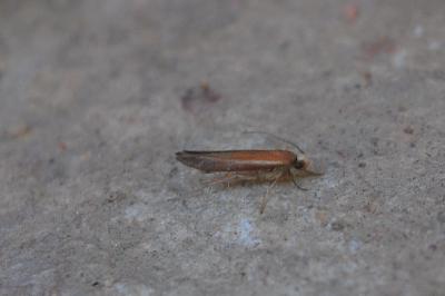 <i>Zelleria hepariella</i>