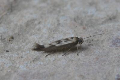 Scythris limbella