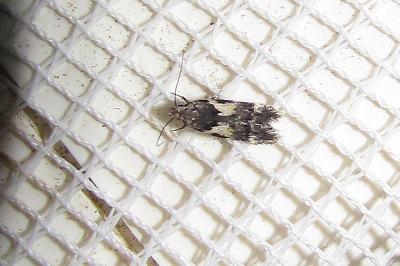 <i>Teleiodes luculella</i>