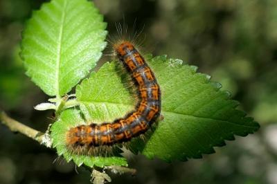 Trichiura crataegi