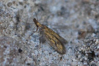 Aplota palpella