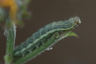 Noctuelle sereine 
