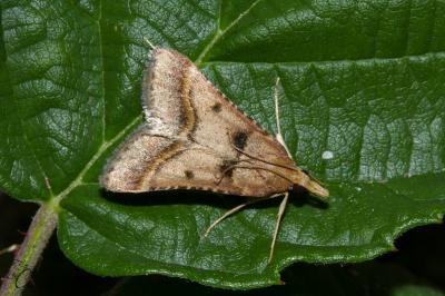 <i>Stemmatophora brunnealis</i>