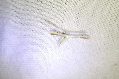 Adaina microdactyla