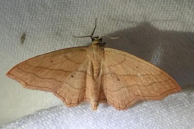 Acidalie fausse-Timandre  (<i>Scopula imitaria</i>)