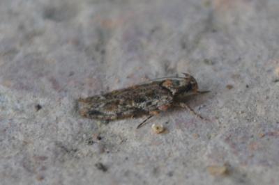 Psoricoptera gibbosella