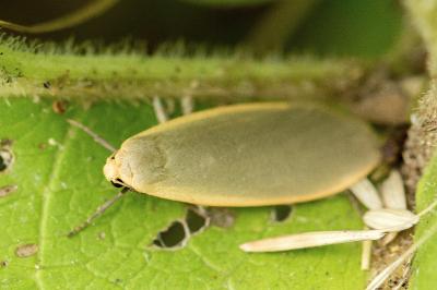 Collita griseola
