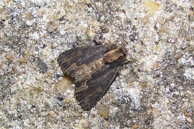 Noctuelle hérissée 