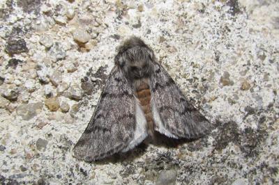 Thaumetopoea pityocampa