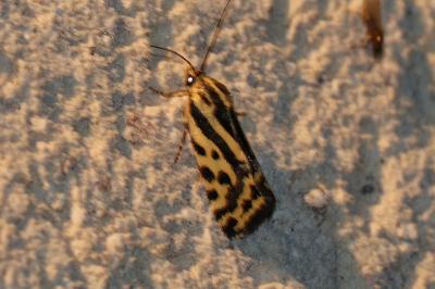 Emmelia trabealis