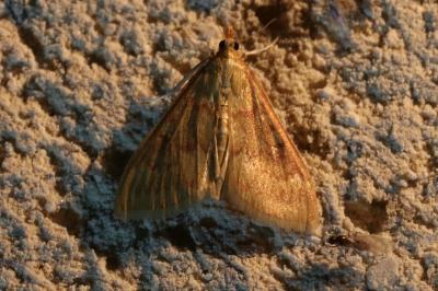 Ostrinia nubilalis