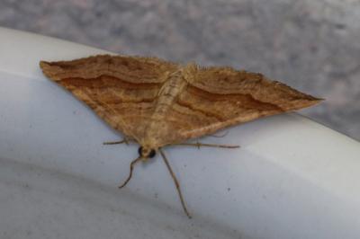 Scotopteryx chenopodiata