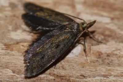 <i>Aplota palpella</i>