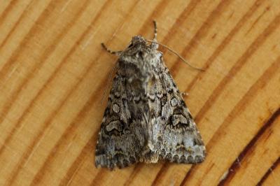 Noctuelle dentine 