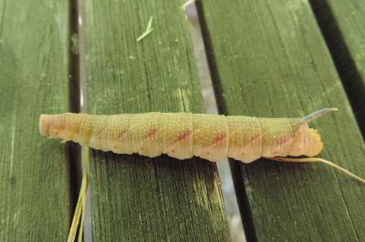 Mimas tiliae