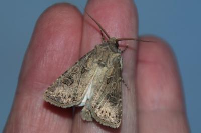 Noctuelle trapue 