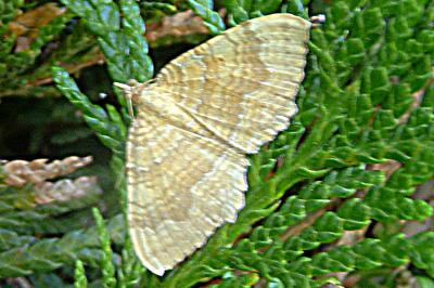 Brocatelle d'or 