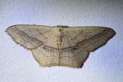 Scopula imitaria